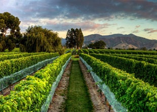 98-98-97/100 extraordinary trio of... NZ Pinot Noir superstars