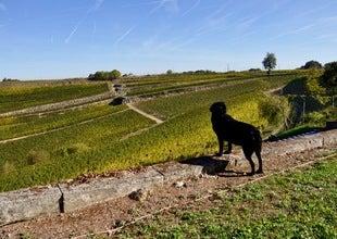 Day Six: De Pressac, Lard et Bouchon, Figeac and 1981 Leoville Las Cases