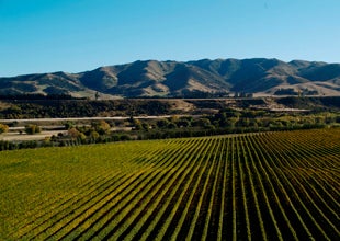 Villa Maria's SV 2010 Pinot Noirs secure huge 96/100 ratings