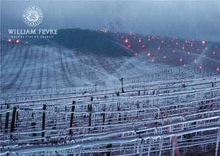 Red & White Burgundies...