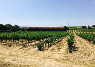 Spanish Wine Tour 2015 - Day 2, Friday 29 May