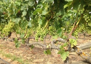 Mind-blowing new Collaboration wine project! 