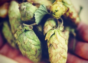 2015 season fresh hopped craft beers!