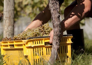 Two Chardonnay Giants... once in a generation vintage 