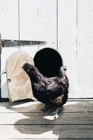 HUIA – Made from the land with love 3