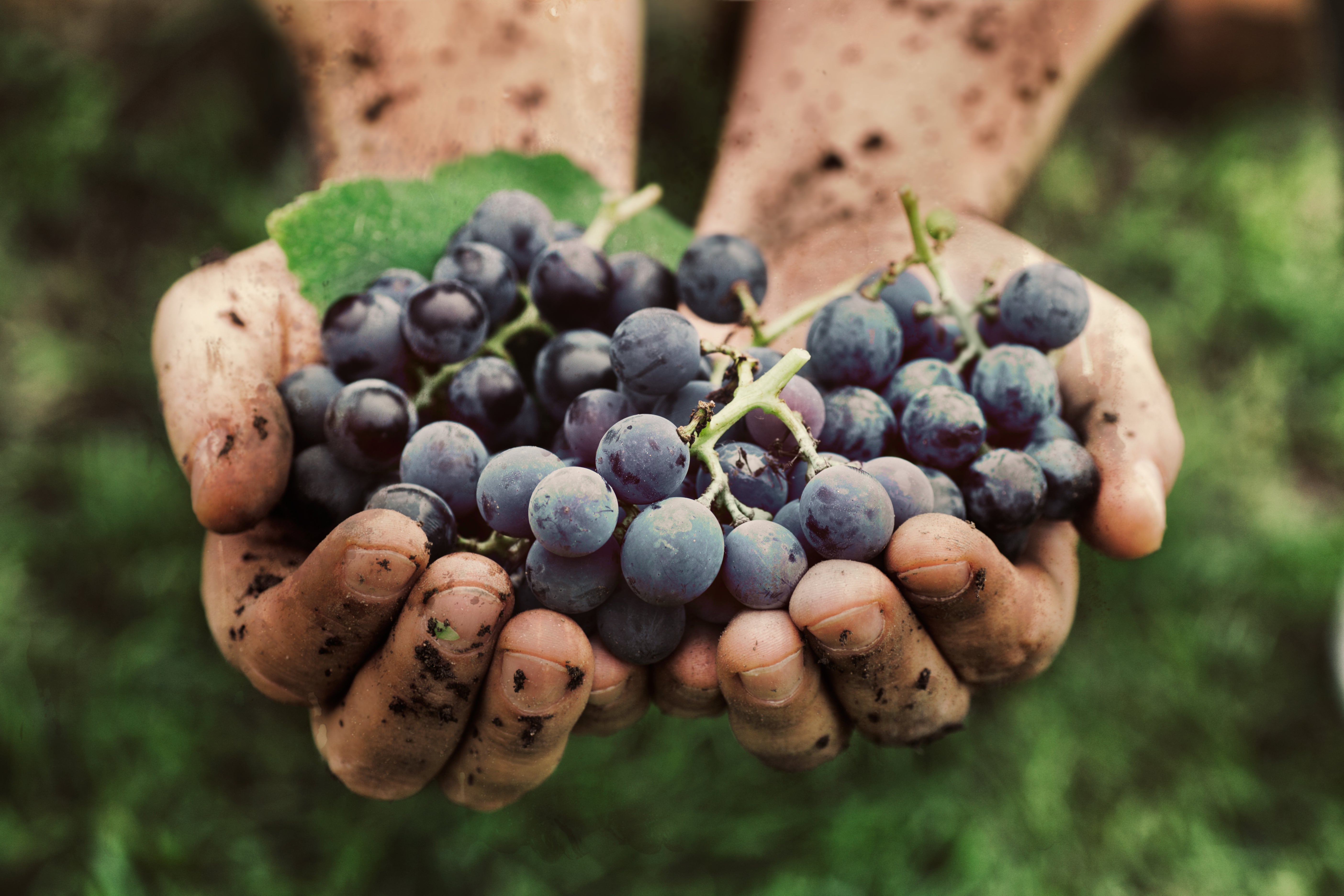 Celebrate Organic Wine Week 2021 0