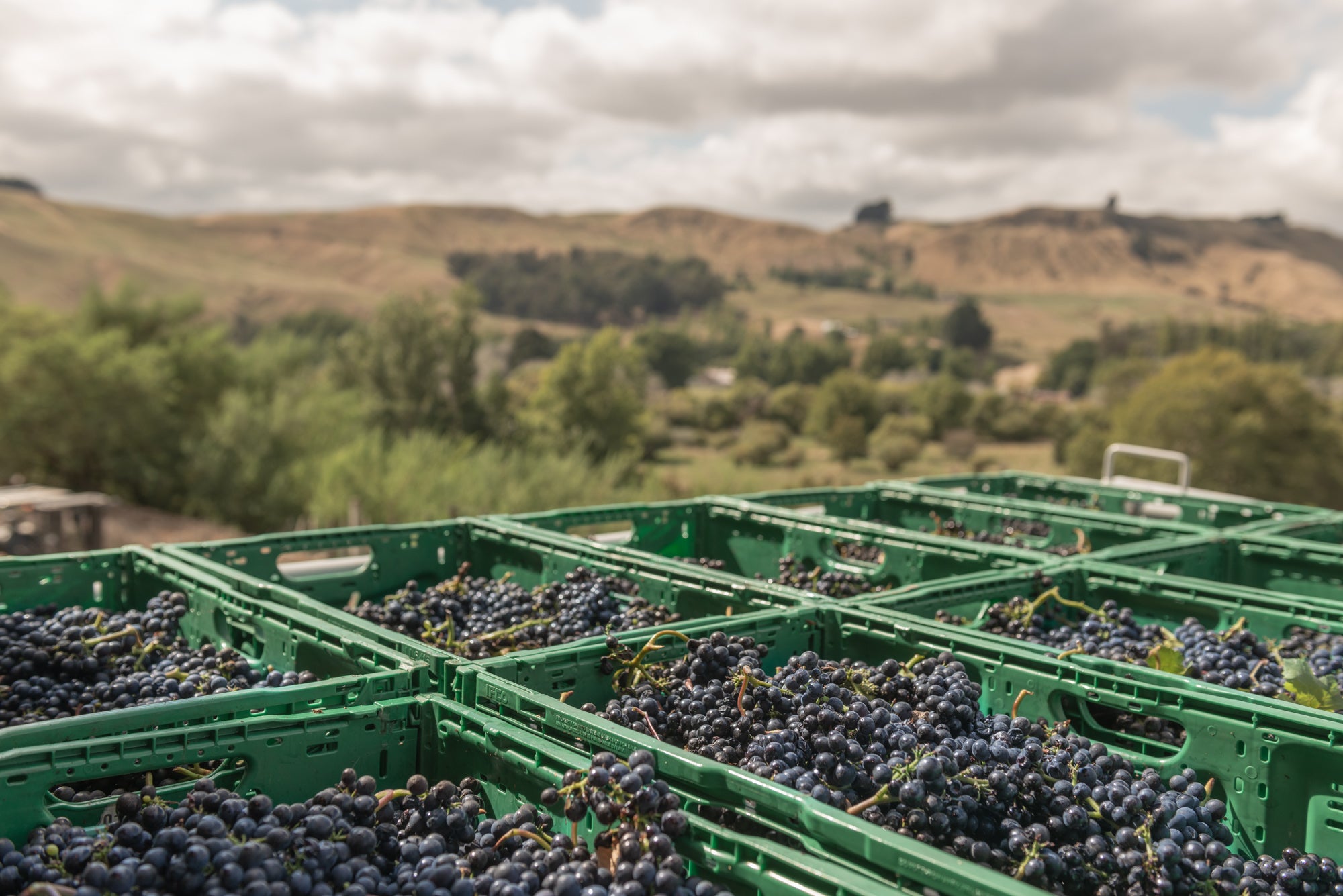 Te Kairanga - The land is rich, the food plentiful 2